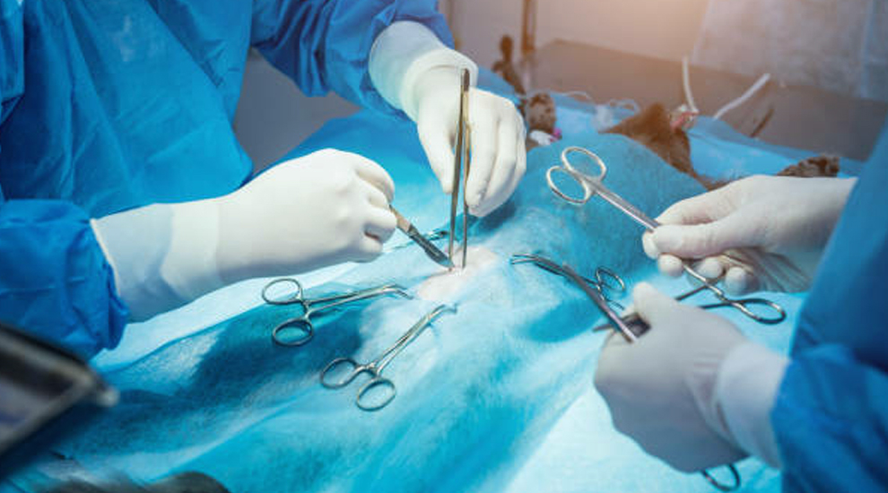 Veterinary Instruments